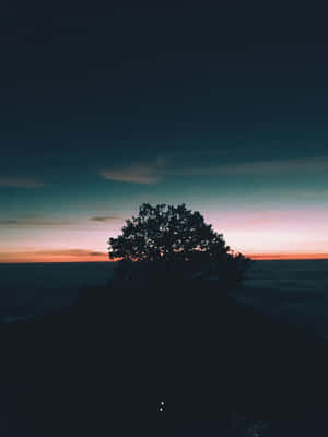 Silhouetted Treeat Mexican Sunset Wallpaper