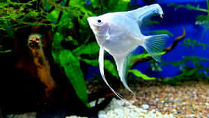 Silver Angelfish Aquarium Scene Wallpaper