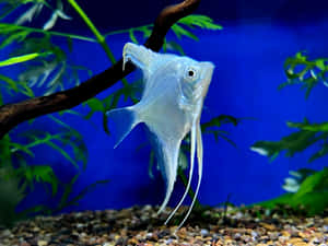 Silver Angelfishin Aquarium Wallpaper