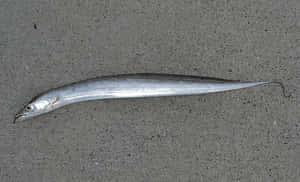 Silver Cutlassfishon Concrete Wallpaper