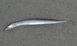 Silver Cutlassfishon Concrete Wallpaper