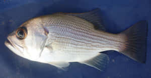 Silver Perchon Blue Background Wallpaper