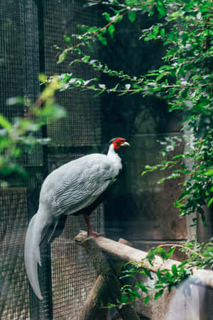 Silver Pheasant Perched Branch Wallpaper