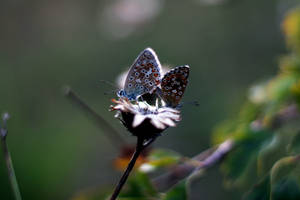 Silver Studded Aesthetic Butterfly Wallpaper