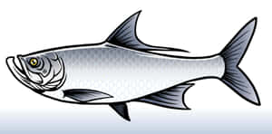 Silver Tarpon Illustration Wallpaper