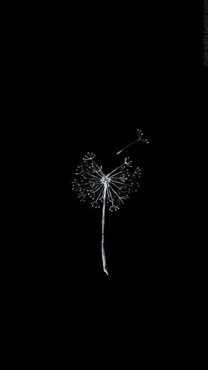 Simple Black Dandelion Blowing Away Wallpaper