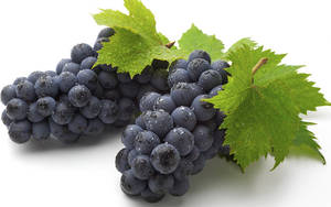 Simple Concord Grape Wallpaper