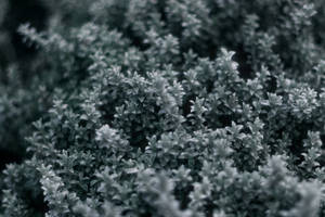 Simple Dark Aesthetic Gray Plants Wallpaper