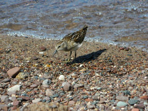 Simple Hd Bird In Beach Wallpaper