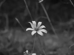 Simple Hd Flower Wallpaper