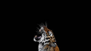 Simple Roaring Harimau Wallpaper