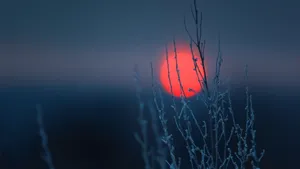 Simple Winter Field Of Grass Red Sun Wallpaper