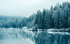 Simple Winter Trees Snowy Landscape Wallpaper