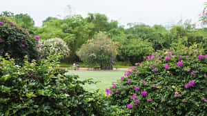 Singapore_ Botanic_ Gardens_ Floral_ Display Wallpaper