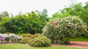 Singapore_ Botanic_ Gardens_ Floral_ Display Wallpaper