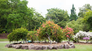 Singapore_ Botanic_ Gardens_ Floral_ Display Wallpaper