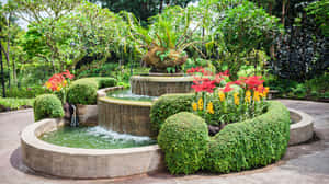 Singapore Botanic Gardens Fountain Floral Display Wallpaper