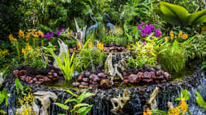 Singapore Botanic Gardens Orchid Display Wallpaper