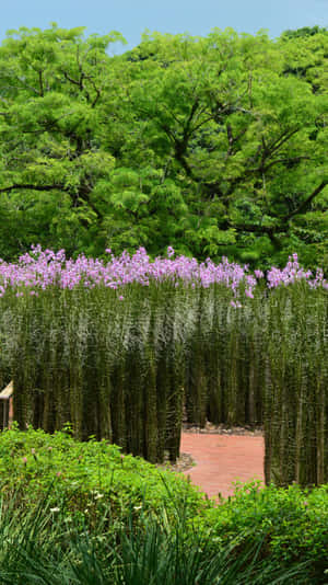 Singapore Botanic Gardens Pathway Wallpaper