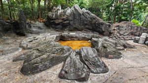 Singapore Botanic Gardens Rock Formation Wallpaper