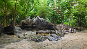 Singapore_ Botanic_ Gardens_ Rockery_ Scene Wallpaper