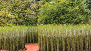 Singapore Botanic Gardens Tall Grass Pathway Wallpaper