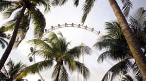 Singapore_ Flyer_ Amidst_ Palm_ Trees.jpg Wallpaper