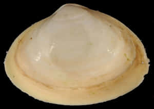 Single Clam Shellon Black Background Wallpaper