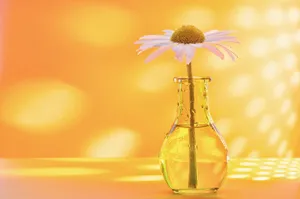 Single Daisyin Glass Vase Sunlit Background Wallpaper