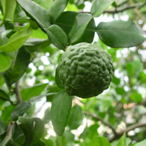 Single Kaffir Lime On The Tree Wallpaper