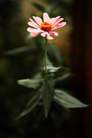 Single Pink Daisy Iphone Wallpaper