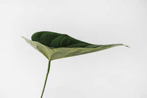 Single Sage Green Leaf Wallpaper