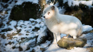 Single Small White Fox Wallpaper