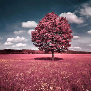 Single Tree Spring Ipad Wallpaper