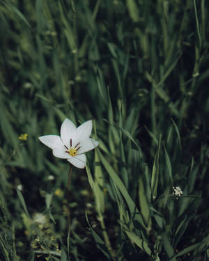 Single White Floral Iphone Wallpaper