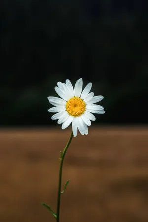 Singular Aesthetic Daisy [wallpaper] Wallpaper