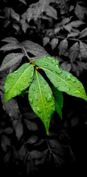 Singular Colored Leaves [wallpaper] Wallpaper