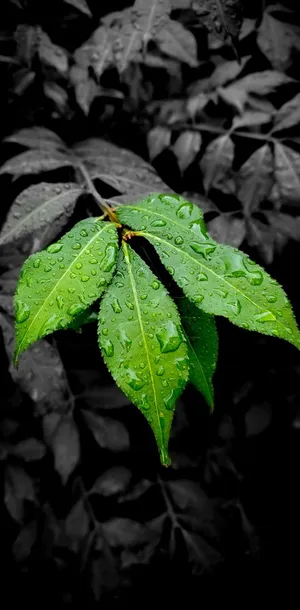 Singular Colored Leaves [wallpaper] Wallpaper