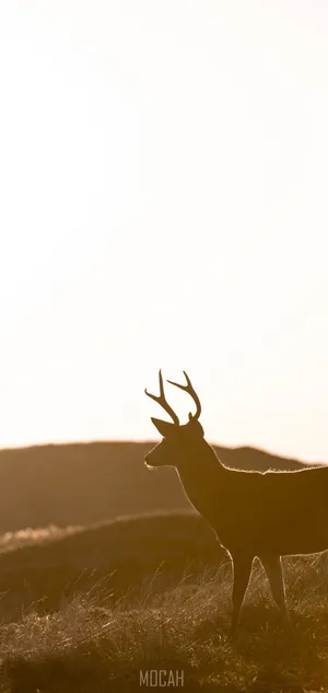 Singular Deer Silhouette [wallpaper] Wallpaper