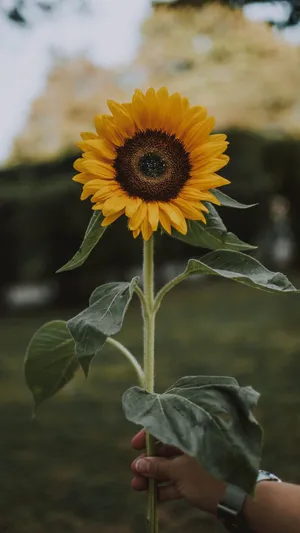 Singular Hand Holding Sunflower [wallpaper] Wallpaper