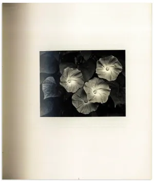 Singular Page With Flowers [wallpaper] Wallpaper