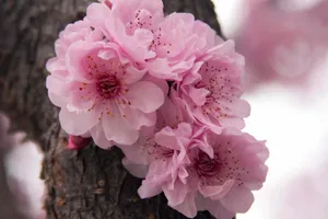 Singular Pink Flowers [wallpaper] Wallpaper