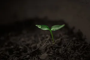 Singular Plant Growing [wallpaper] Wallpaper
