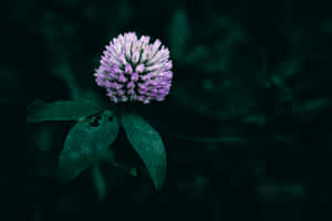 Singular Purple Clover Bloom Dark Background.jpg Wallpaper