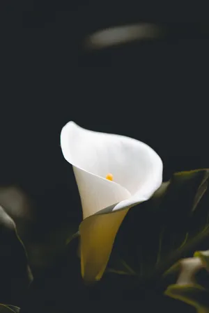 Singular White Flower [wallpaper] Wallpaper