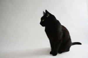 Sitting Black Cute Cat Pfp Wallpaper