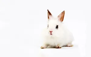 Sitting Cute White Rabbit Wallpaper