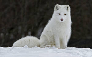 Sitting Tall White Fox Wallpaper