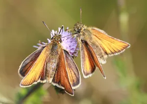 Skipper Butterflieson Flower Wallpaper