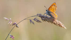 Skipper Butterfly Perchedon Grass Wallpaper